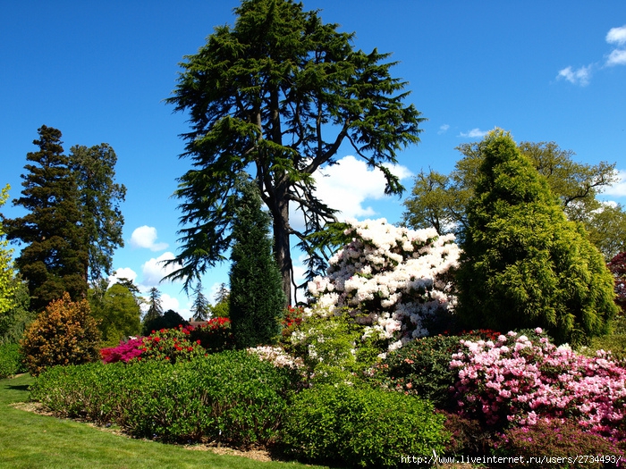 Весна в Leonardslee Gardens (Англия). (700x525, 395Kb)