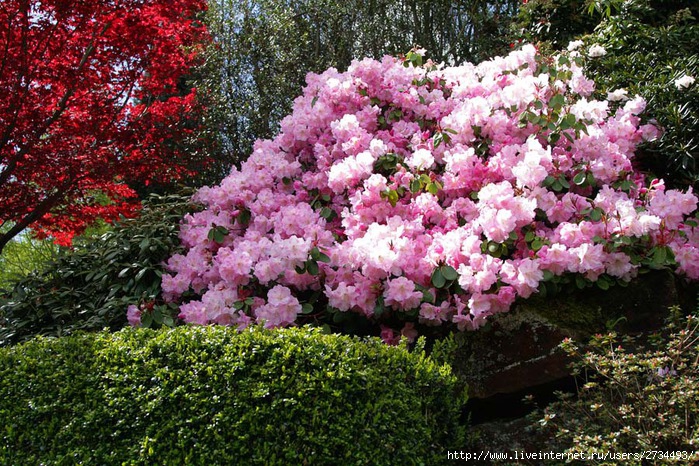 Весна в Leonardslee Gardens (Англия). (699x466, 188Kb)