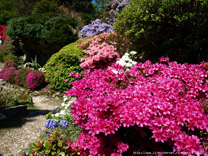 Весна в Leonardslee Gardens (Англия). (700x525, 430Kb)