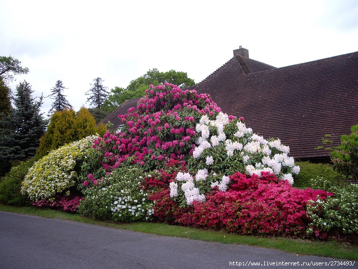 Весна в Leonardslee Gardens (Англия). (700x525, 275Kb)