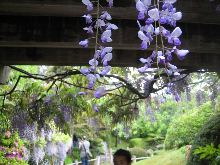 Японский чайный сад -(Hakone Japanese Tea Garden) 39541