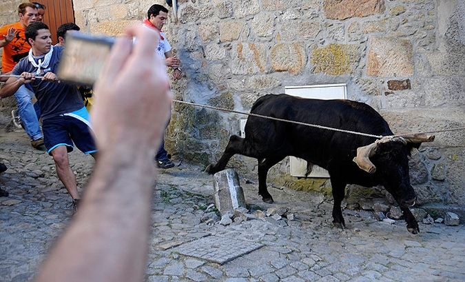 Ежегодный 'Vacas das Cordas' ('Корова на веревке')  праздник в центре города Понте-де-Лима, Португалия, 2 июня 2010 года.