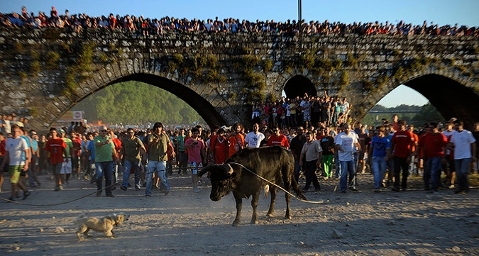 Ежегодный 'Vacas das Cordas' ('Корова на веревке')  праздник в центре города Понте-де-Лима, Португалия, 2 июня 2010 года.