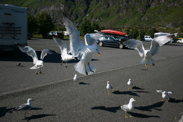 ЛОФОТЕНСКИЕ ОСТРОВА (Lofoten) 39814