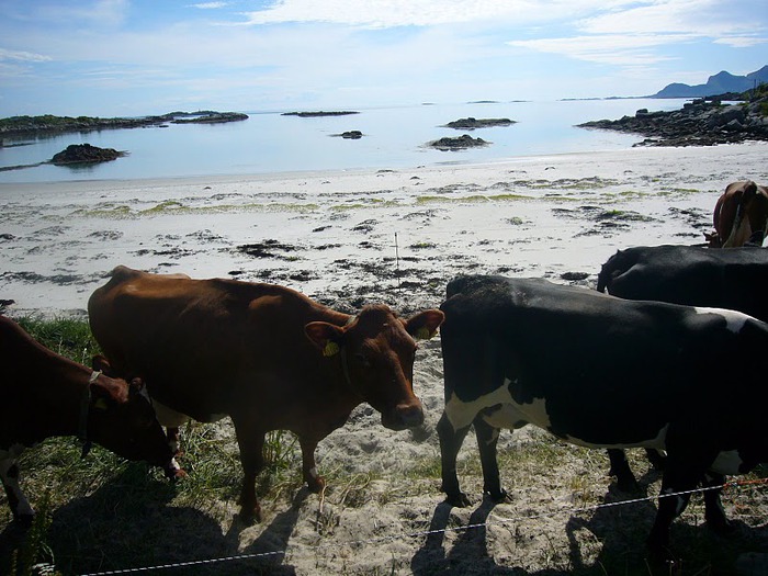 ЛОФОТЕНСКИЕ ОСТРОВА (Lofoten) 31386