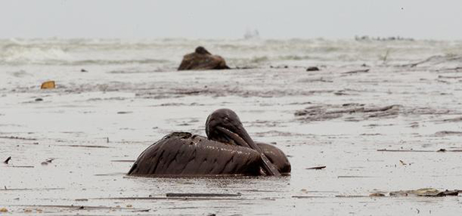 Исчезновение бурого пеликана в Мексиканском заливе