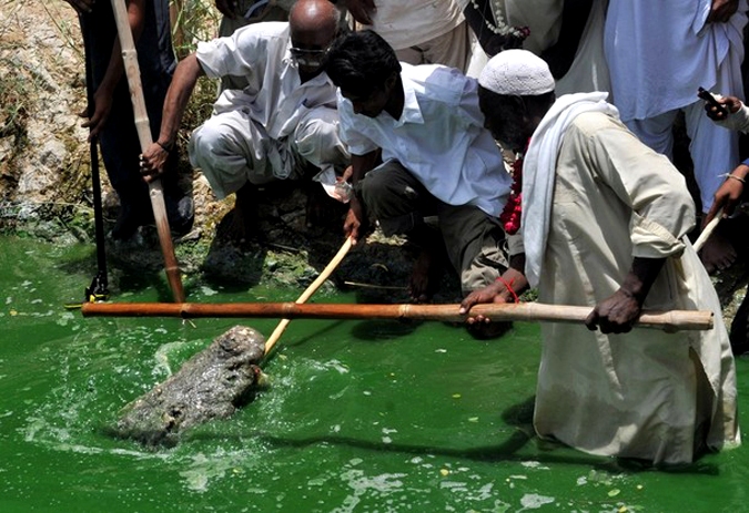 Фестиваль крокодила 'Шиди Мела' (Crocodile festival 'Sheedi MelA'), Карачи, 13 июня 2010 года.