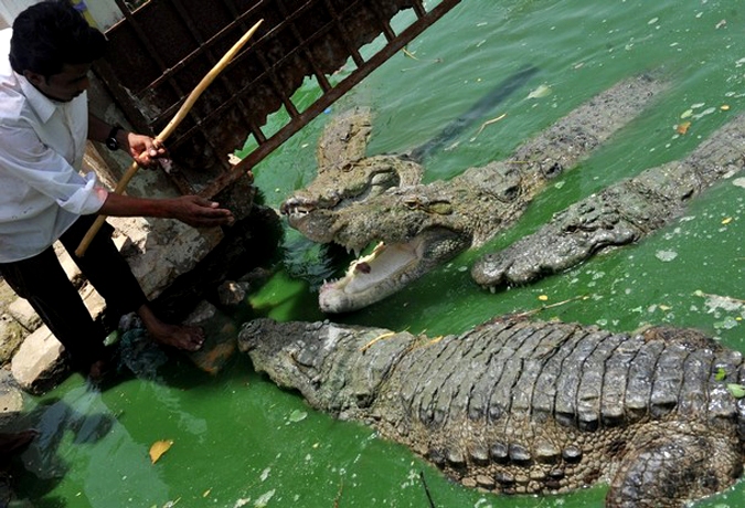 Фестиваль крокодила 'Шиди Мела' (Crocodile festival 'Sheedi MelA'), Карачи, 13 июня 2010 года.