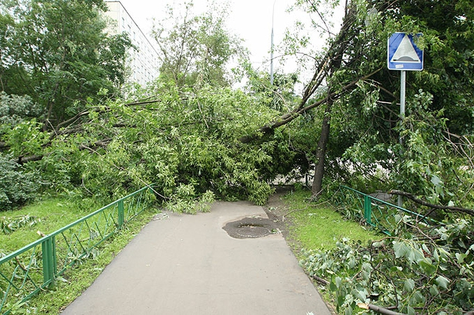 Ураган устроил в Москве лесоповал, 13 июня 2010 года.