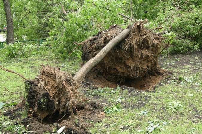 Ураган устроил в Москве лесоповал, 13 июня 2010 года.