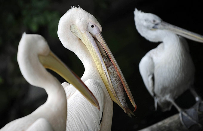 Обитатели немецкого зоопарка показали себя с лучшей стороны, Tierpark Friedrichsfelde зоопарк в Берлине, 15 июня 2010 года.