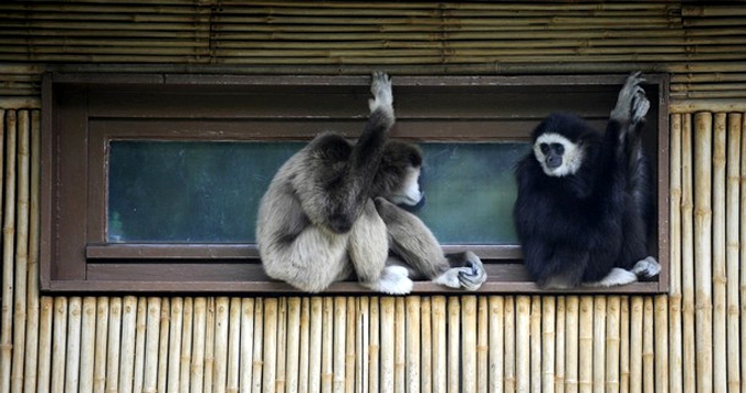 Обитатели немецкого зоопарка показали себя с лучшей стороны, Tierpark Friedrichsfelde зоопарк в Берлине, 15 июня 2010 года.