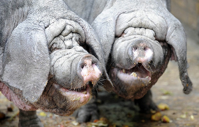 Обитатели немецкого зоопарка показали себя с лучшей стороны, Tierpark Friedrichsfelde зоопарк в Берлине, 15 июня 2010 года.