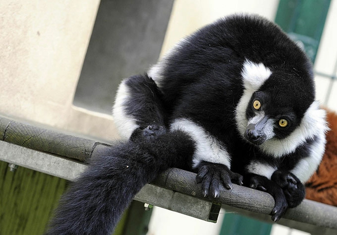 Обитатели немецкого зоопарка показали себя с лучшей стороны, Tierpark Friedrichsfelde зоопарк в Берлине, 15 июня 2010 года.