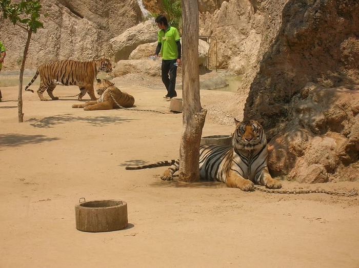 Тигровый храм (Tiger Temple) 76467