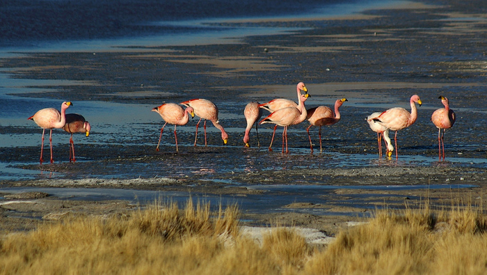 Солончак Уюни - Salar de Uyuni - Боливия 51510