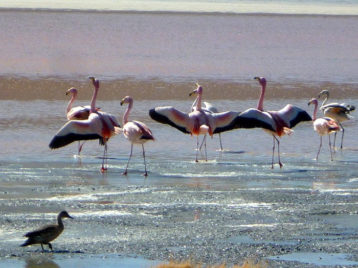 Солончак Уюни - Salar de Uyuni - Боливия 64181