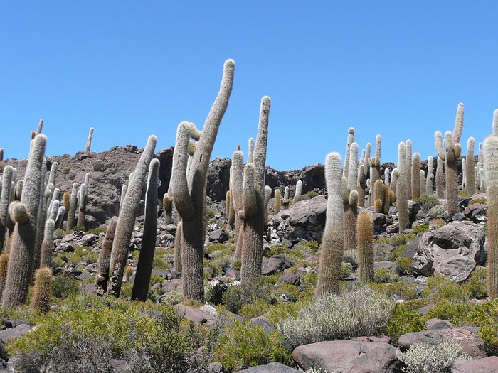 Солончак Уюни - Salar de Uyuni - Боливия 69059