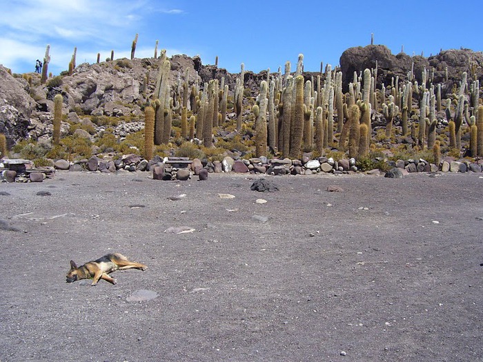 Солончак Уюни - Salar de Uyuni - Боливия 37334