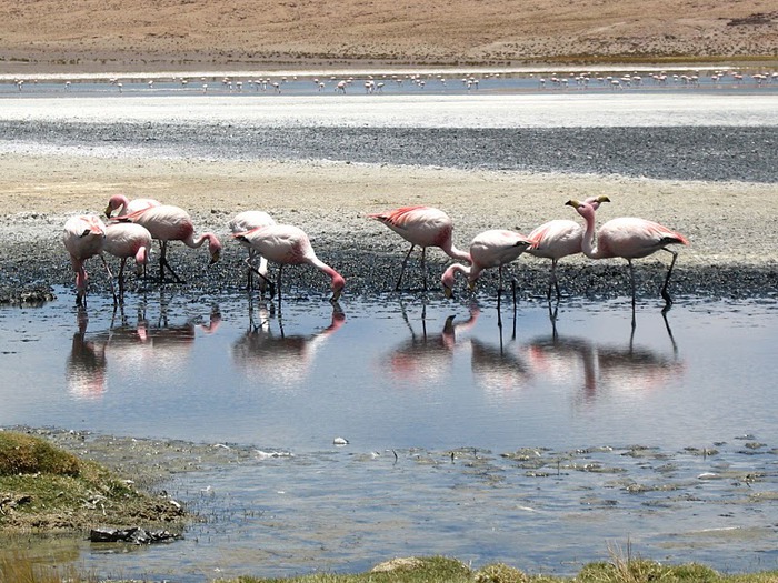 Солончак Уюни - Salar de Uyuni - Боливия 15623