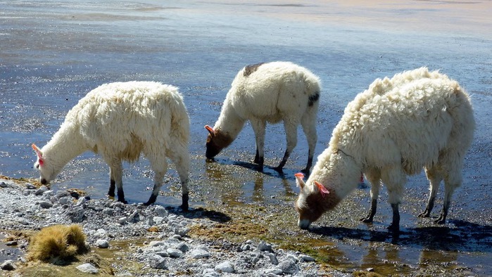 Солончак Уюни - Salar de Uyuni - Боливия 94545