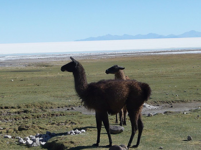 Солончак Уюни - Salar de Uyuni - Боливия 40533