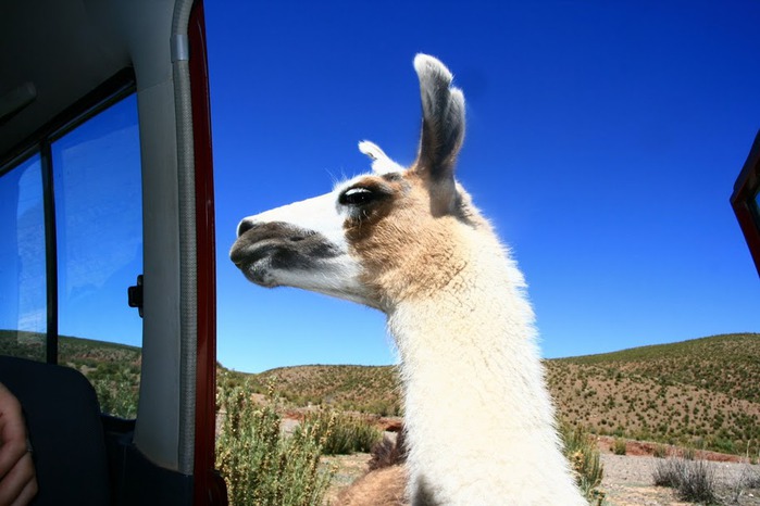 Солончак Уюни - Salar de Uyuni - Боливия 57107