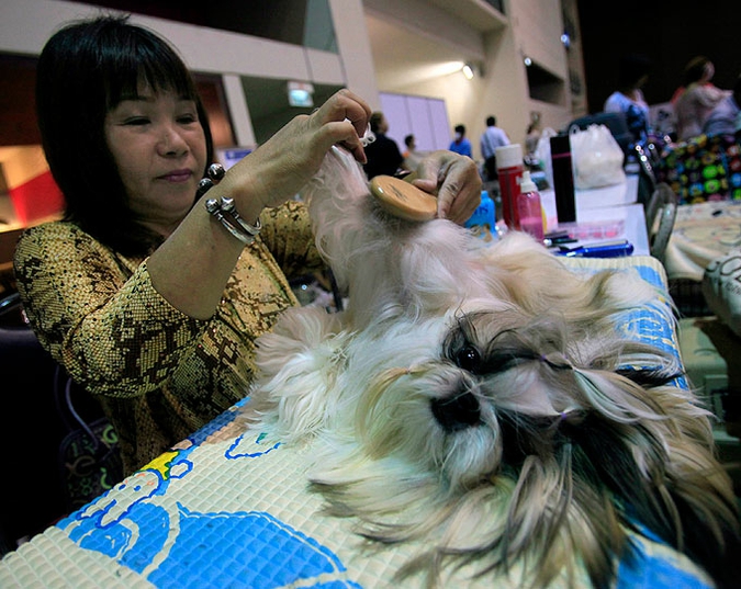 Девятая Международная выставка собак в Бангкоке, Таиланд, 24 июня 2010 года.