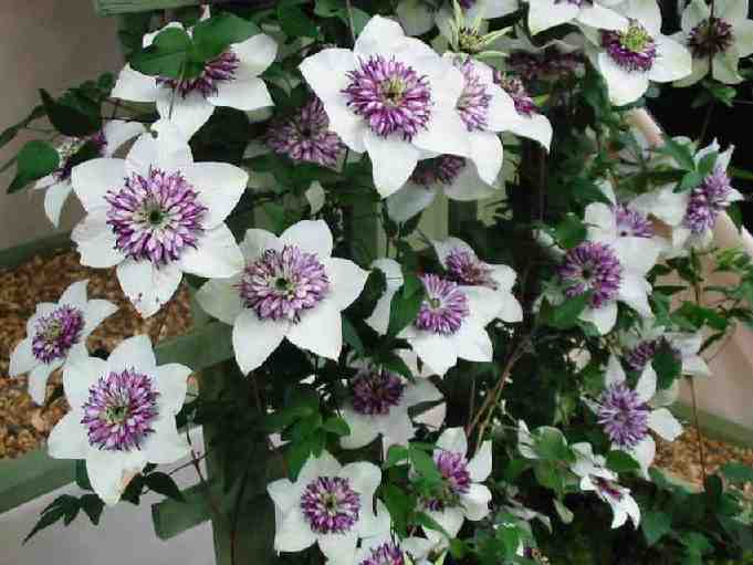 clematis on fence