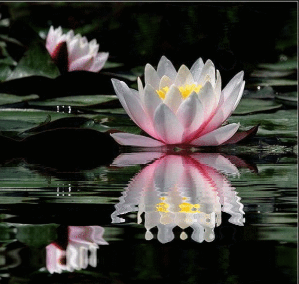 (600x570, 970Kb)