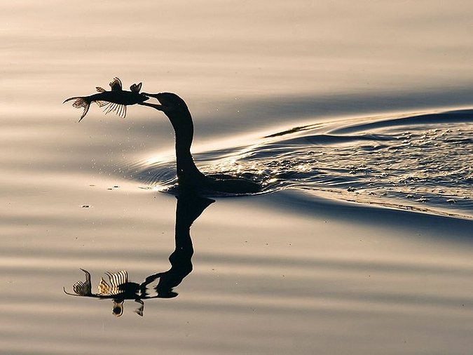 Беспроигрышные снимки животных в подборке National Geographic.