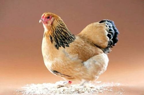 Beautiful Chickens In The World 66748