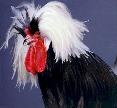 Beautiful Chickens In The World 20833