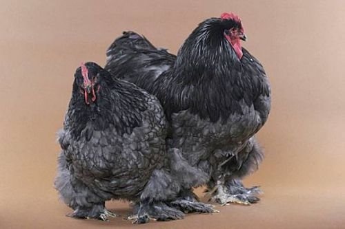 Beautiful Chickens In The World 85385