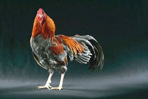 Beautiful Chickens In The World 45429