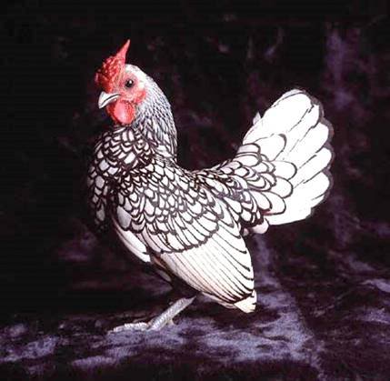 Beautiful Chickens In The World 27466