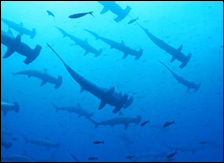 6 красивейших мест на нашей планете – подводная съёмка Галапагосских островов, Сипадан, Антарктика, Сокорро, Раджа Ампат и Филиппины