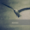 (100x100, 22Kb)