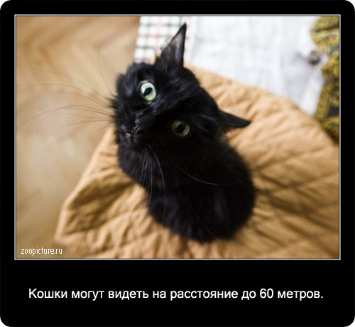 http://img0.liveinternet.ru/images/attach/c/1//62/161/62161553_1280566915_11.jpg