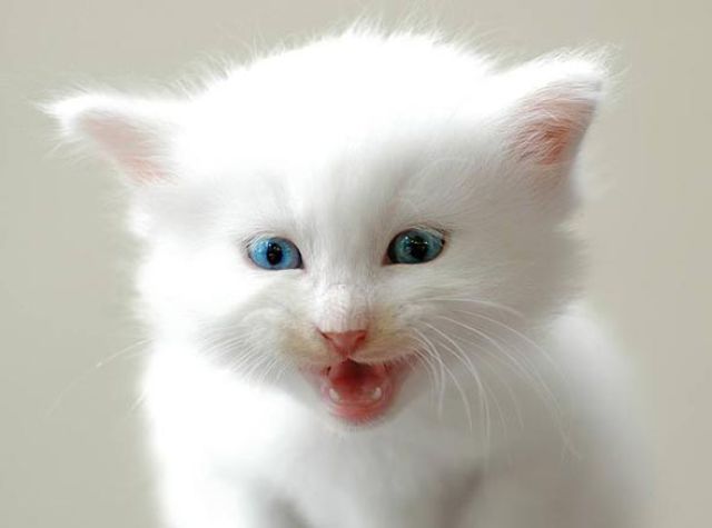 Почти «игрушечные» котята на сайте, куда выкладывают их милые фотографии