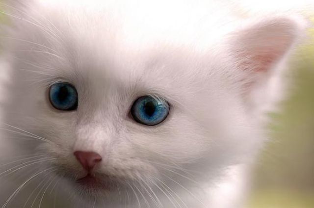 Почти «игрушечные» котята на сайте, куда выкладывают их милые фотографии