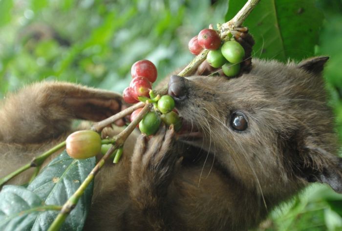  Необычный кофе.Kopi Luwak (700x473, 56Kb)