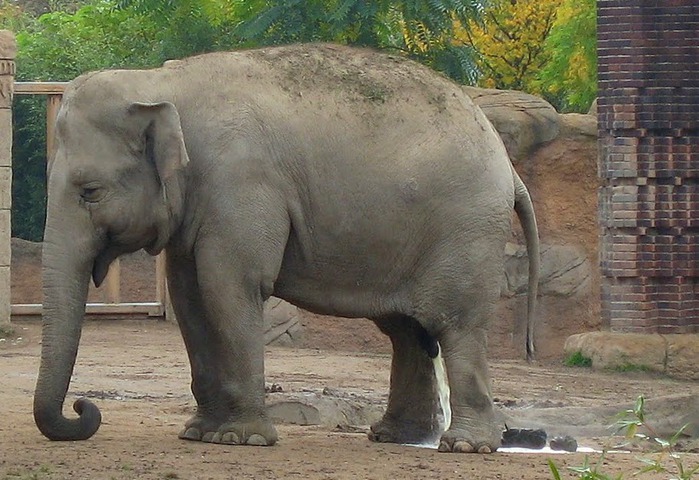 Зоологический сад в Лейпциге (Zoologischer Garten, Leipzig ) 10016