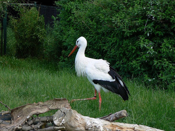 Зоологический сад в Лейпциге (Zoologischer Garten, Leipzig ) 52797