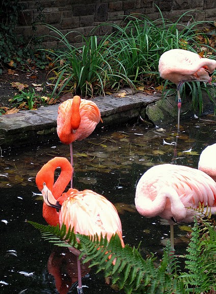 Зоологический сад в Лейпциге (Zoologischer Garten, Leipzig ) 56011