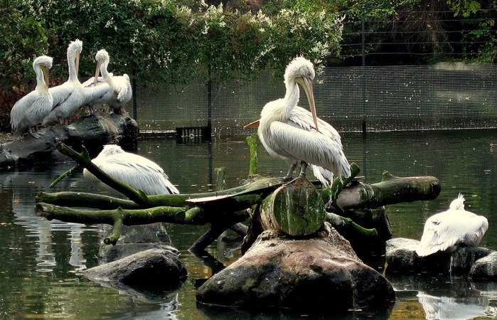 Зоологический сад в Лейпциге (Zoologischer Garten, Leipzig ) 37286