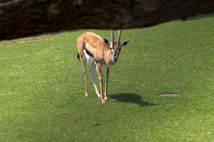 Зоологический сад в Лейпциге (Zoologischer Garten, Leipzig ) 81857