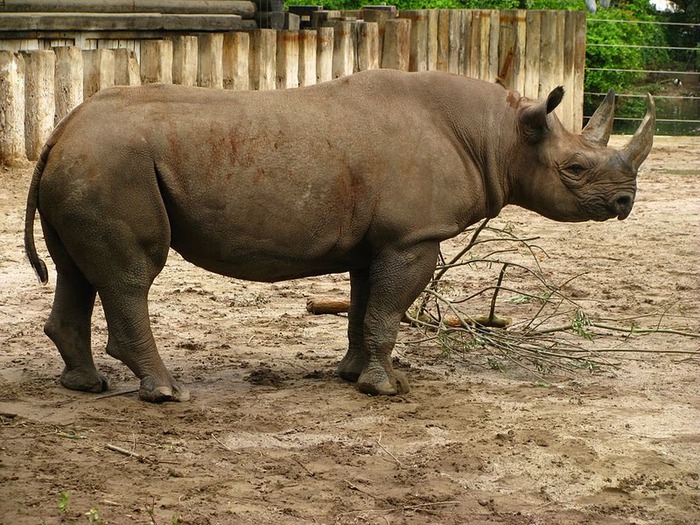 Зоологический сад в Лейпциге (Zoologischer Garten, Leipzig ) 97236