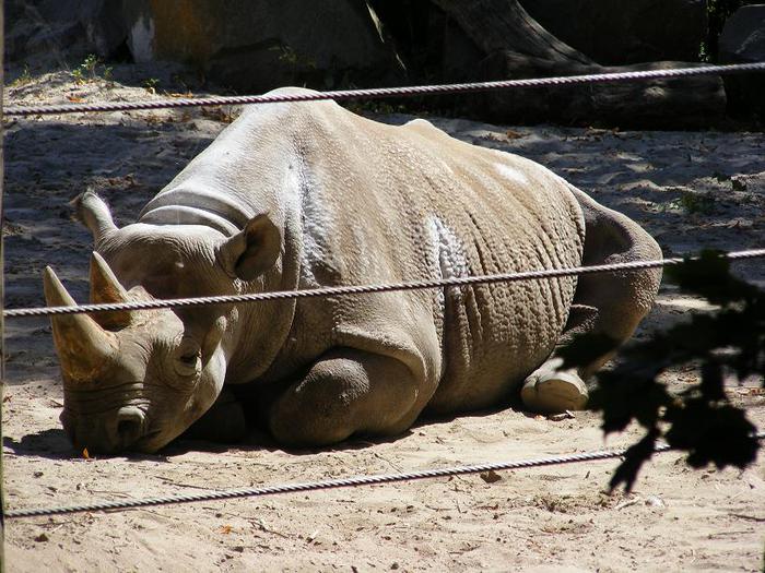 Зоологический сад в Лейпциге (Zoologischer Garten, Leipzig ) 90259