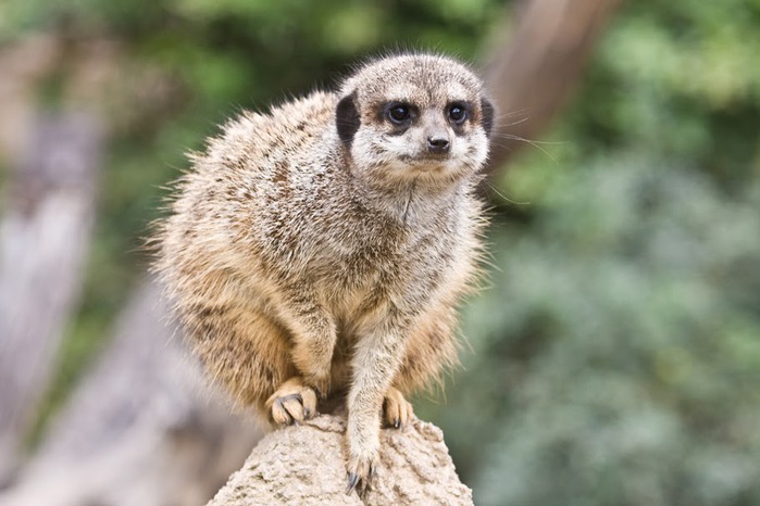 Зоологический сад в Лейпциге (Zoologischer Garten, Leipzig ) 47037